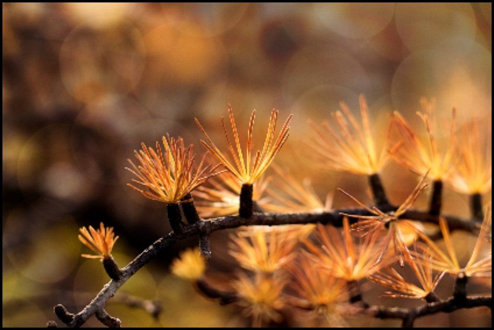手机怎么当尺子测量距离,尺子在线测量1:1手机上怎么测的呢
