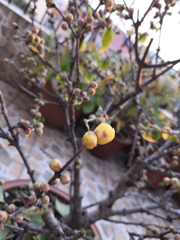 腊梅有隐芽出枝吗?,蜡梅如何在冬季绽放
