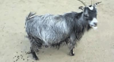 摩洛哥踢球干净吗,摩洛哥的羊为什么上树