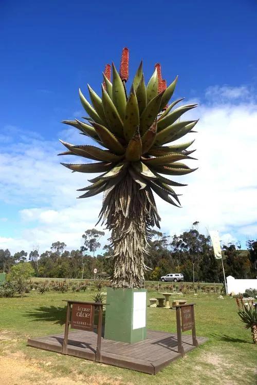 罕见漂亮的鲜花,全球最漂亮的鲜花
