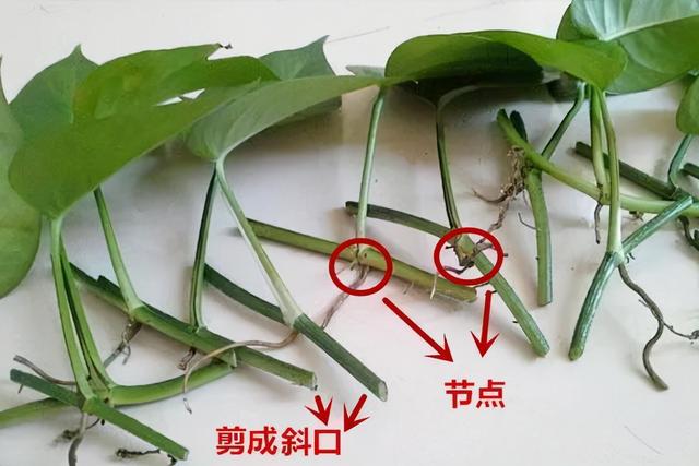教你扦插大法扦插什么植物都能活,扦插小技巧栽培小妙招