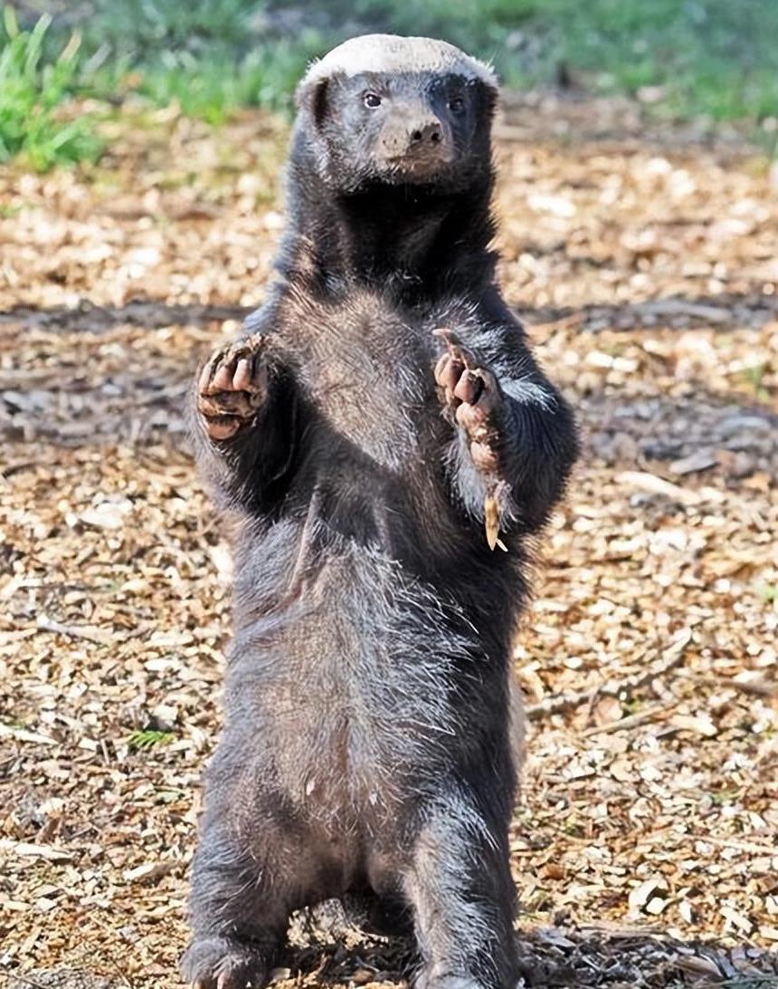 眼镜王蛇吞掉了条蟒蛇,眼镜王蛇生吞