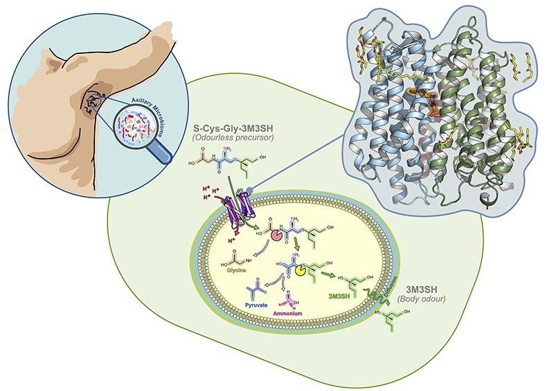 西方人狐臭和中国人狐臭一样吗,为什么百分之90的西方人独有狐臭