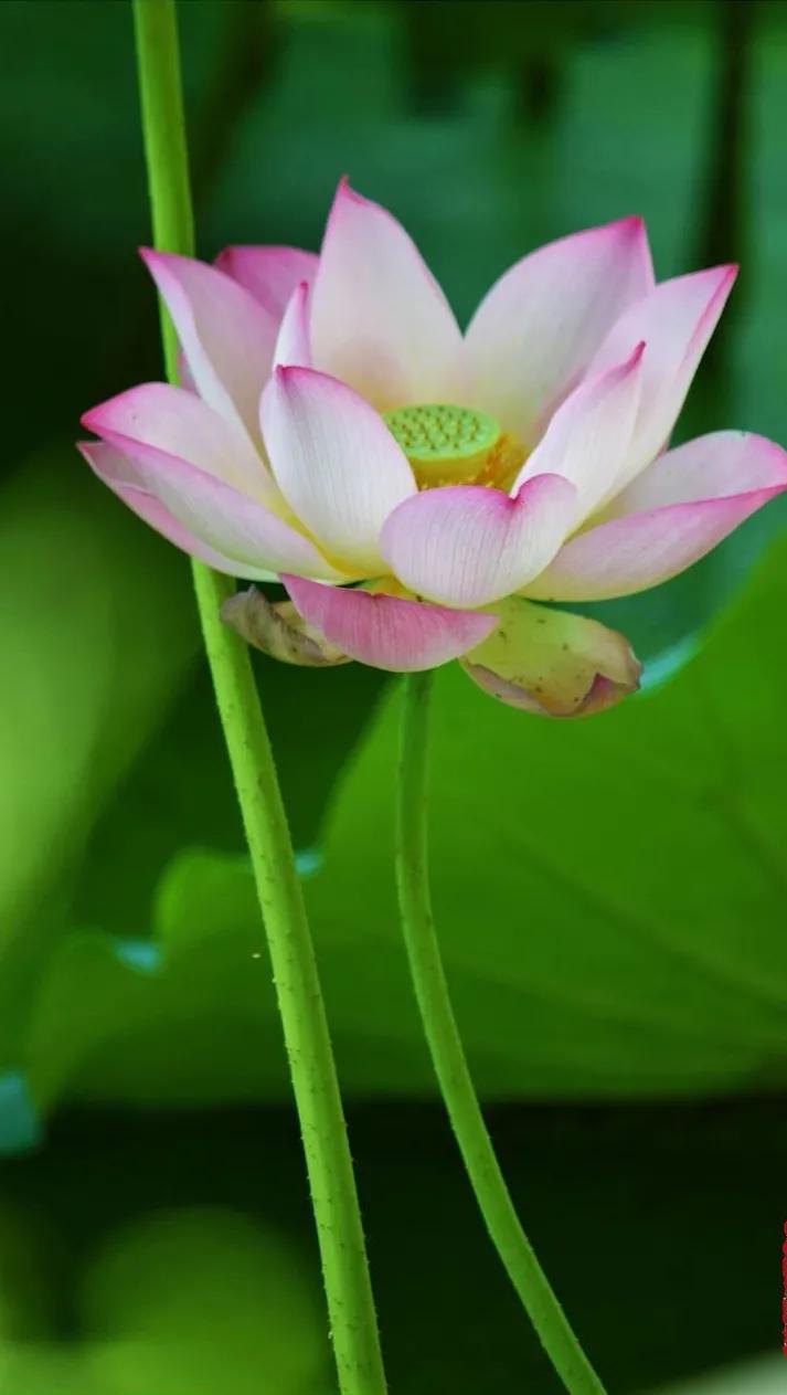 漂亮美丽的荷花壁纸,雨中荷花壁纸荣盛城