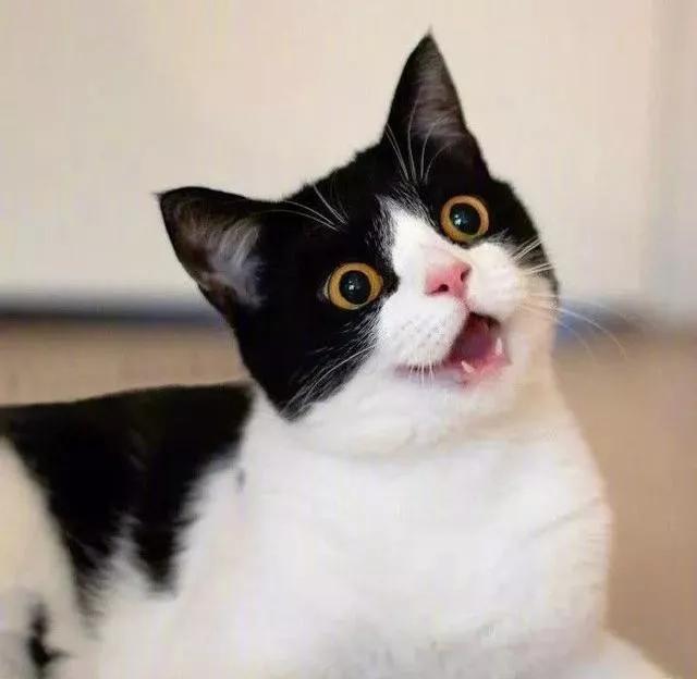 奶牛猫吐黄色的水是什么原因,奶牛猫吐了怎么办