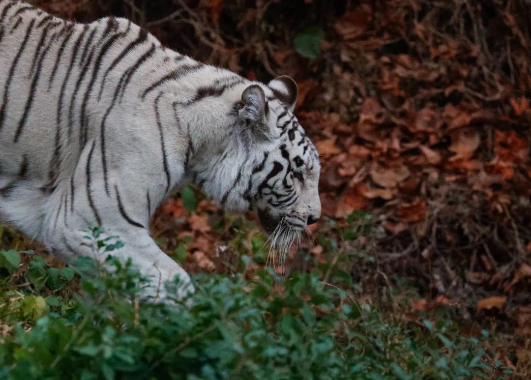 佳能eosr6markii相机镜头推荐,佳能eosr6mark2直出
