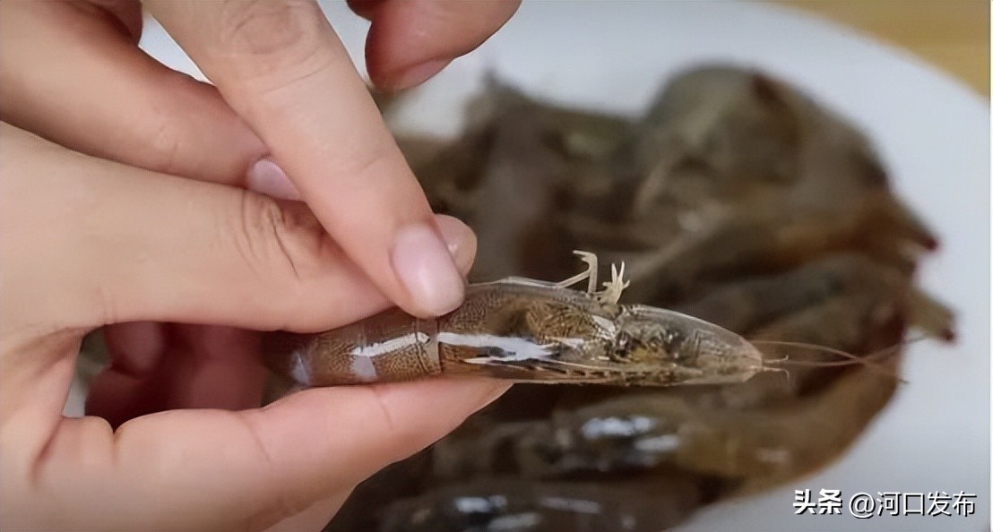 为什么虾头蓝色不能吃,虾头到底是黄还是屎