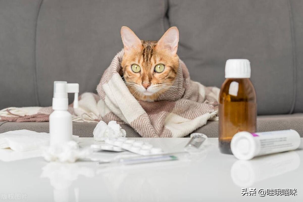 对猫咪过敏不是绝症，这些方法或许能帮到你