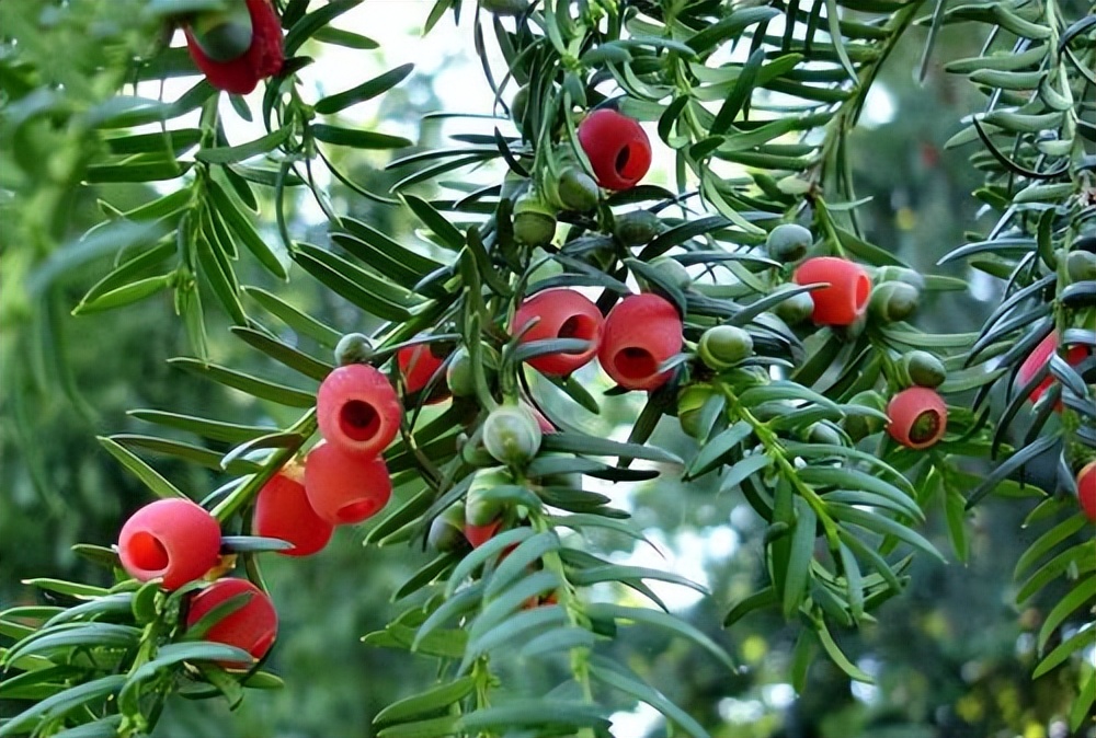 红豆杉的果实有什么用,红豆杉的果实什么样