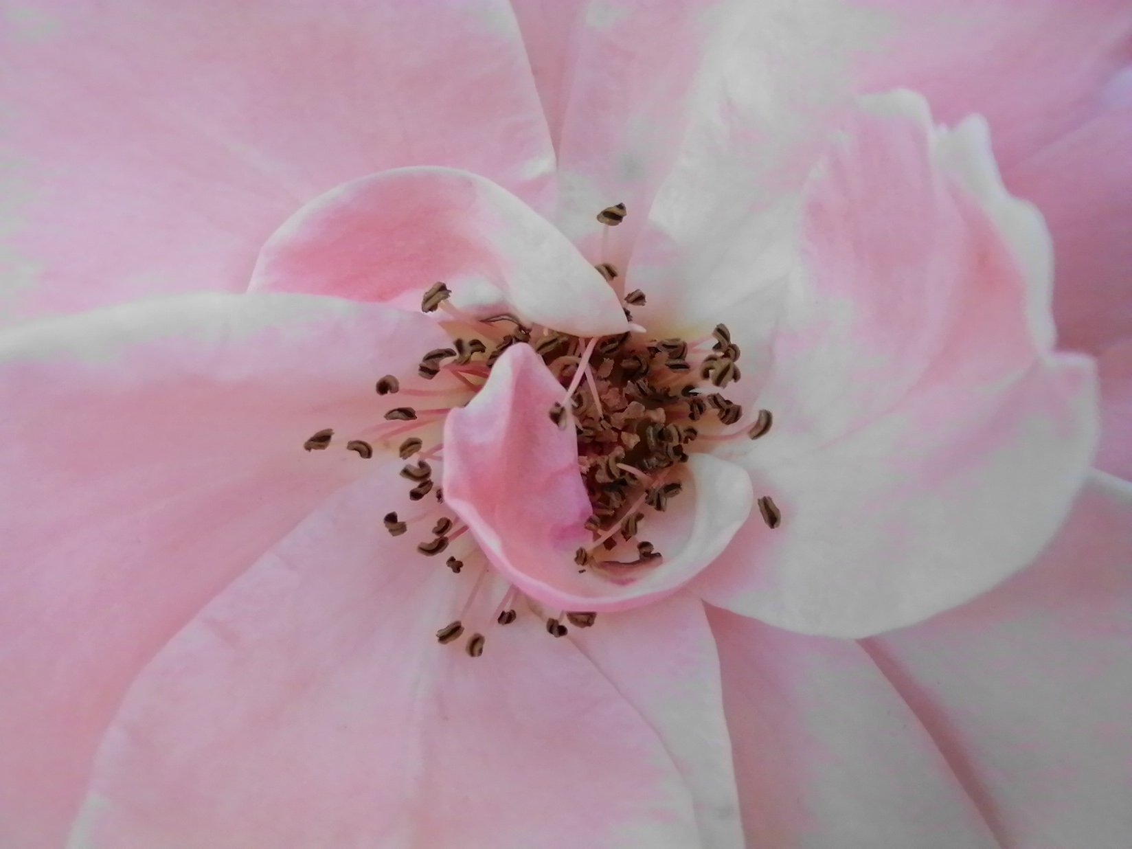 华为nova10z评测：快充/磨砂/高像素“低价高配”的诚意之作