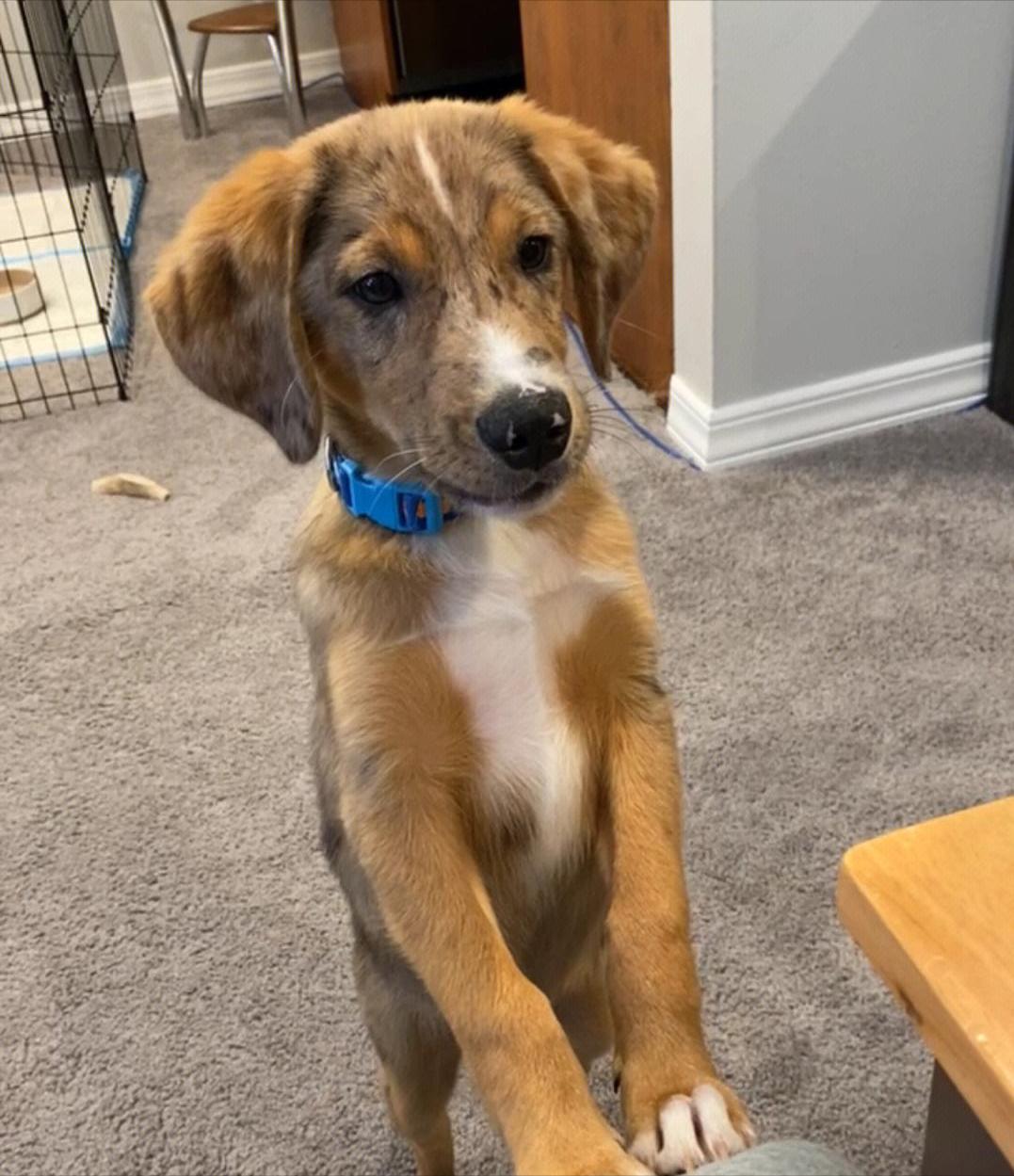 狗会旺主人的特征,一条狗有这几种表现说明智商很低