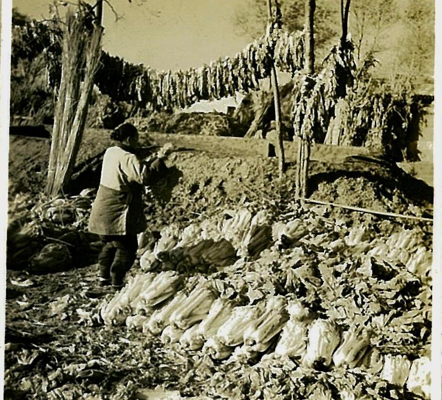 日军日记：*安妇慰**不服从管教，我很愤怒，用*刀刺**插入她的*体下**