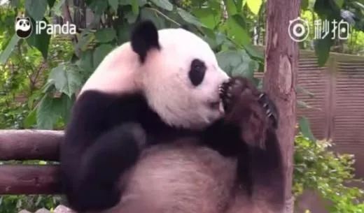 为什么抠脚这么爽,人为什么爱抠脚