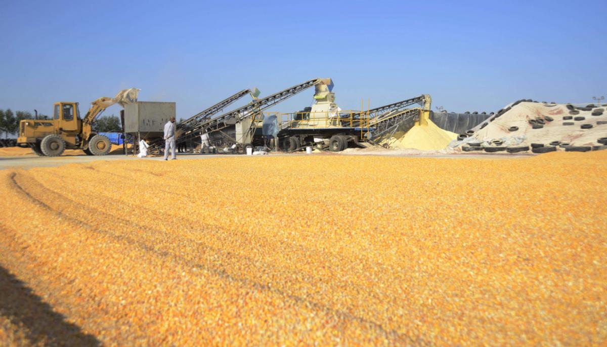 近期中国有进口美国玉米的计划吗,取消进口美国玉米订单要赔偿吗