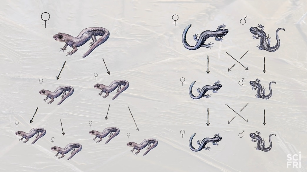 全员雌性，靠偷别人的精子繁衍后代…这种动物让科学家都迷惑了