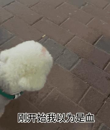 狗子坐飞机一秒钟被亲了八次，毛都快撸秃了…空姐：是不是轮到我