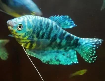 各种漂亮鱼的名称及图片,漂亮可爱的海水观赏鱼