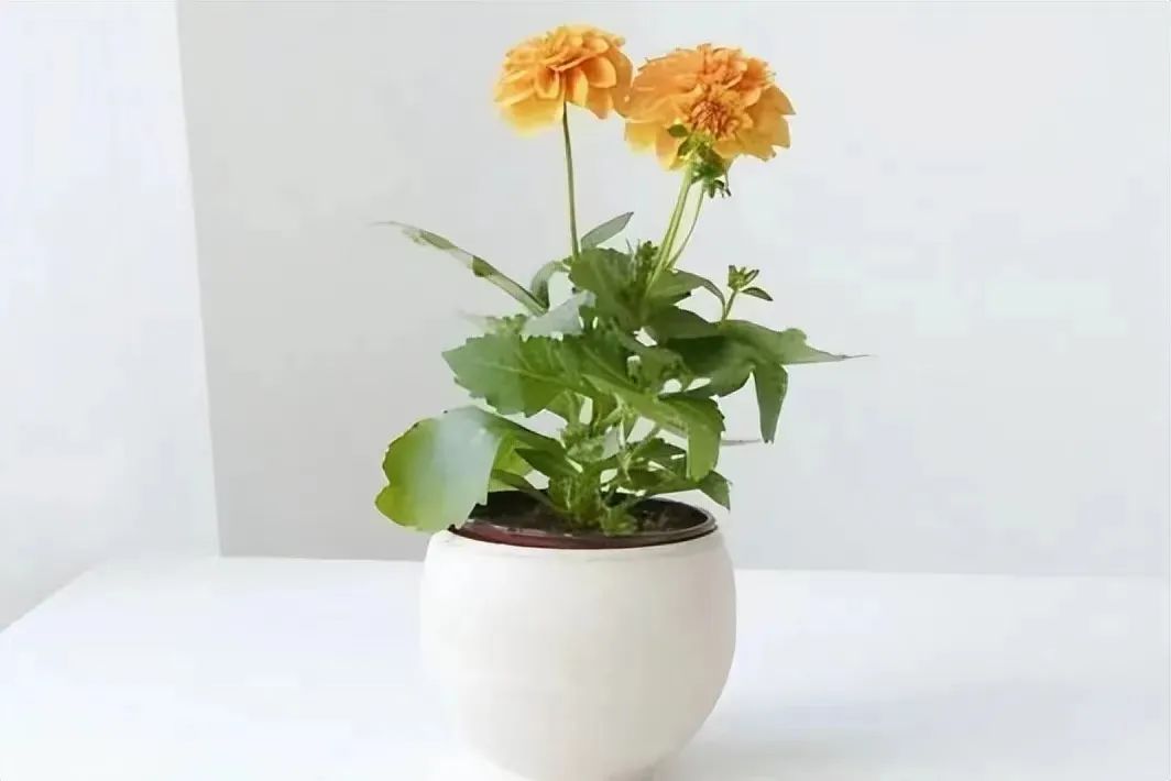 男女之间的纯洁友谊是懂得不越界,男女之间纯洁的友谊越界了怎么办