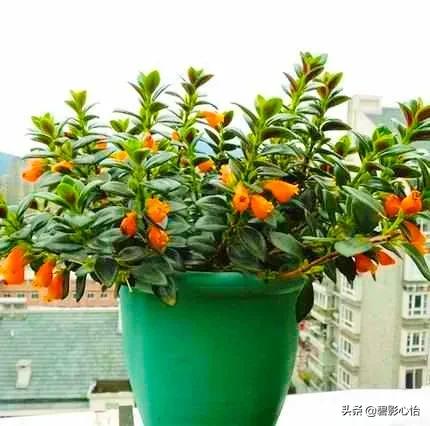 金鱼吊兰小金鱼,金鱼吊兰的生活习性和养护方法