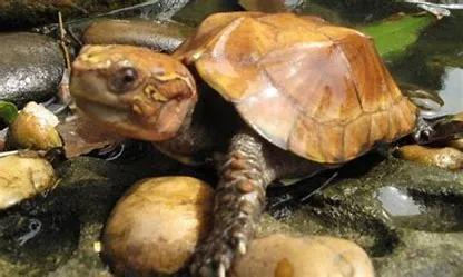 养龟需要晒太阳吗,山瑞龟要晒太阳吗