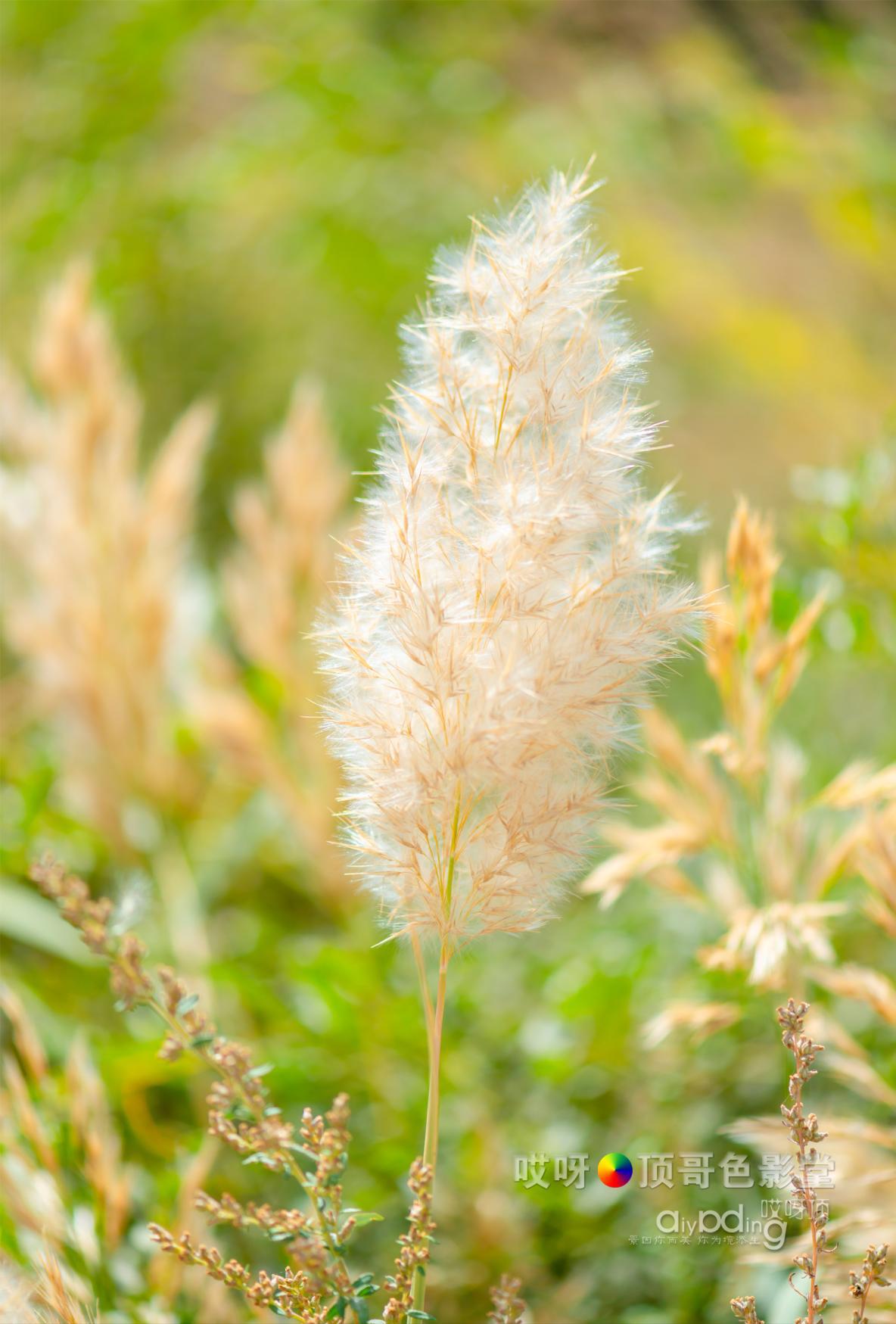 女司机带娃去新疆自驾游,带着女司机自驾游兰州