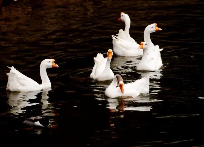 鹅拉青绿粪怎么回事,鹅拉料粪怎么办