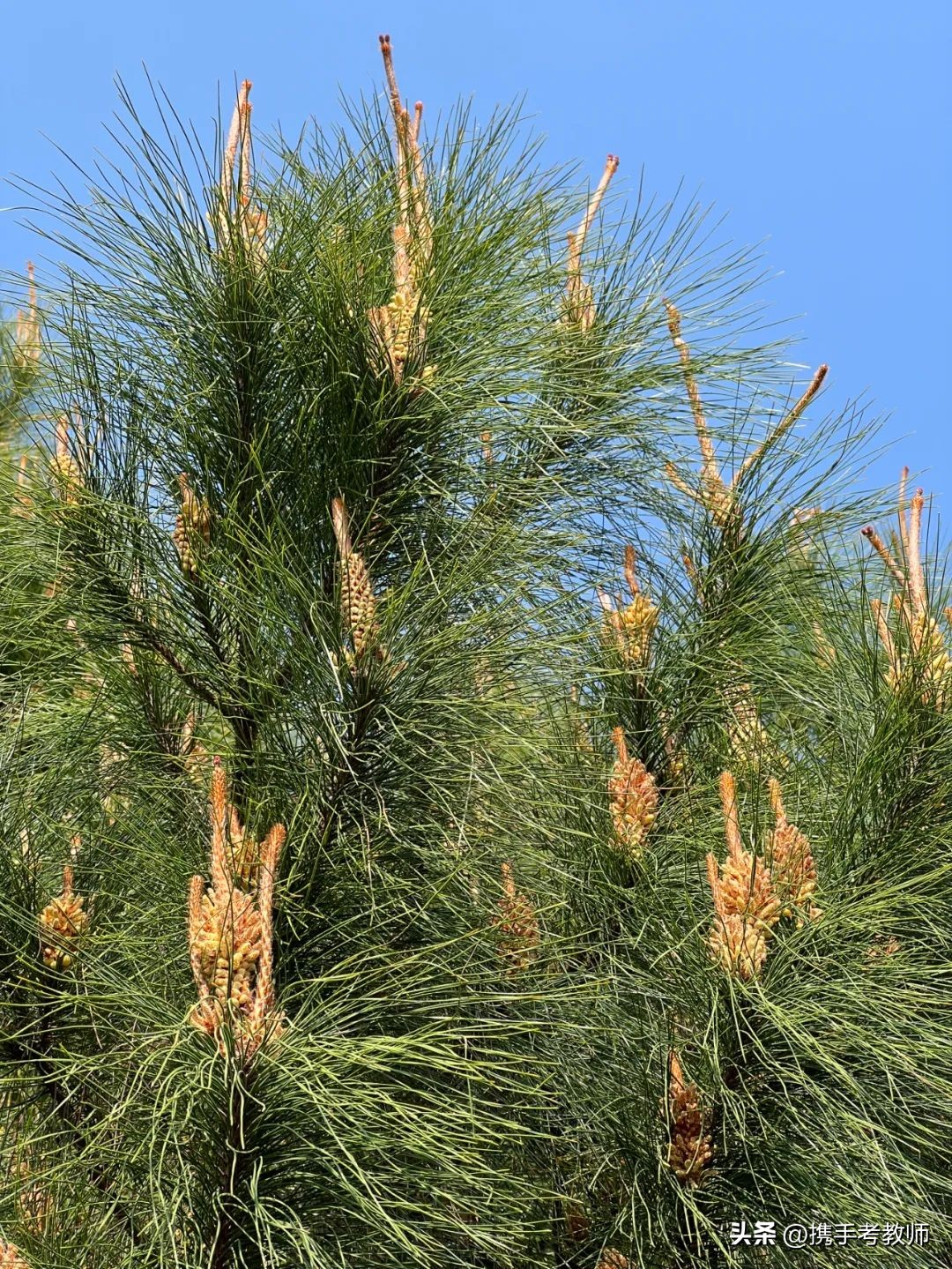 茂盛开花的马尾松,植物专栏蓝花草