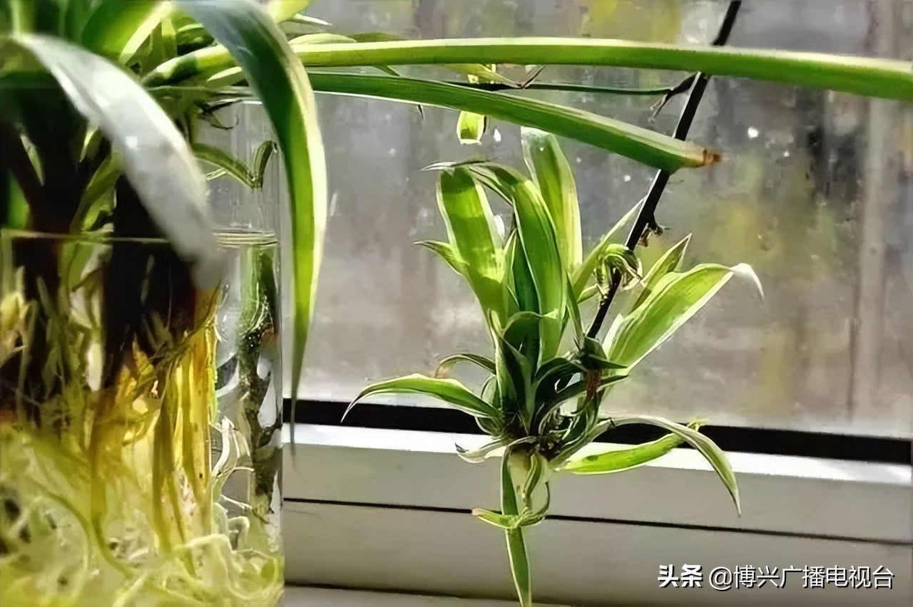 夏季“嗡嗡嗡”，你要学会“啪”