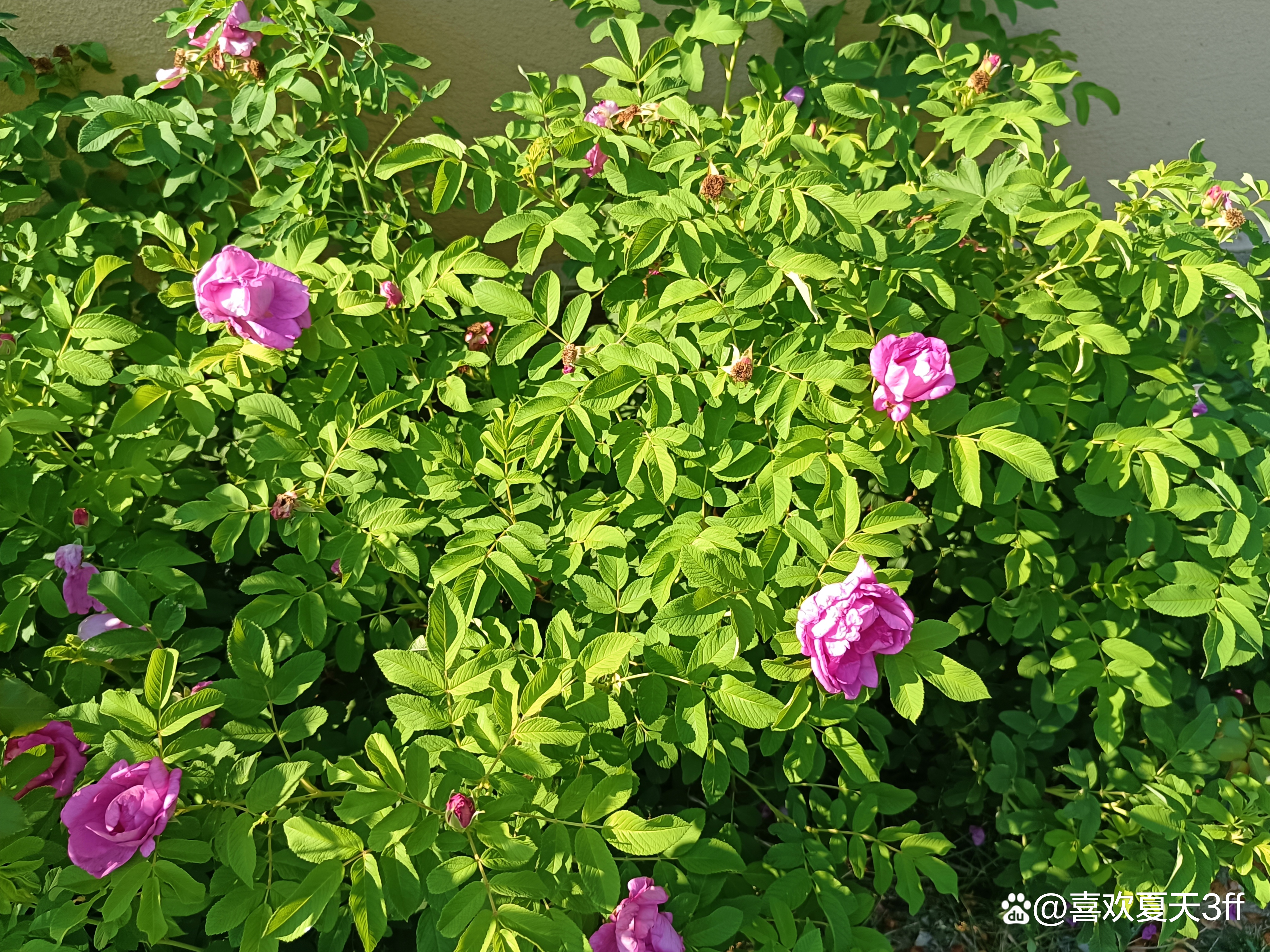 初秋时节鲜花盛开姹紫嫣红,花开初夏花香四溢