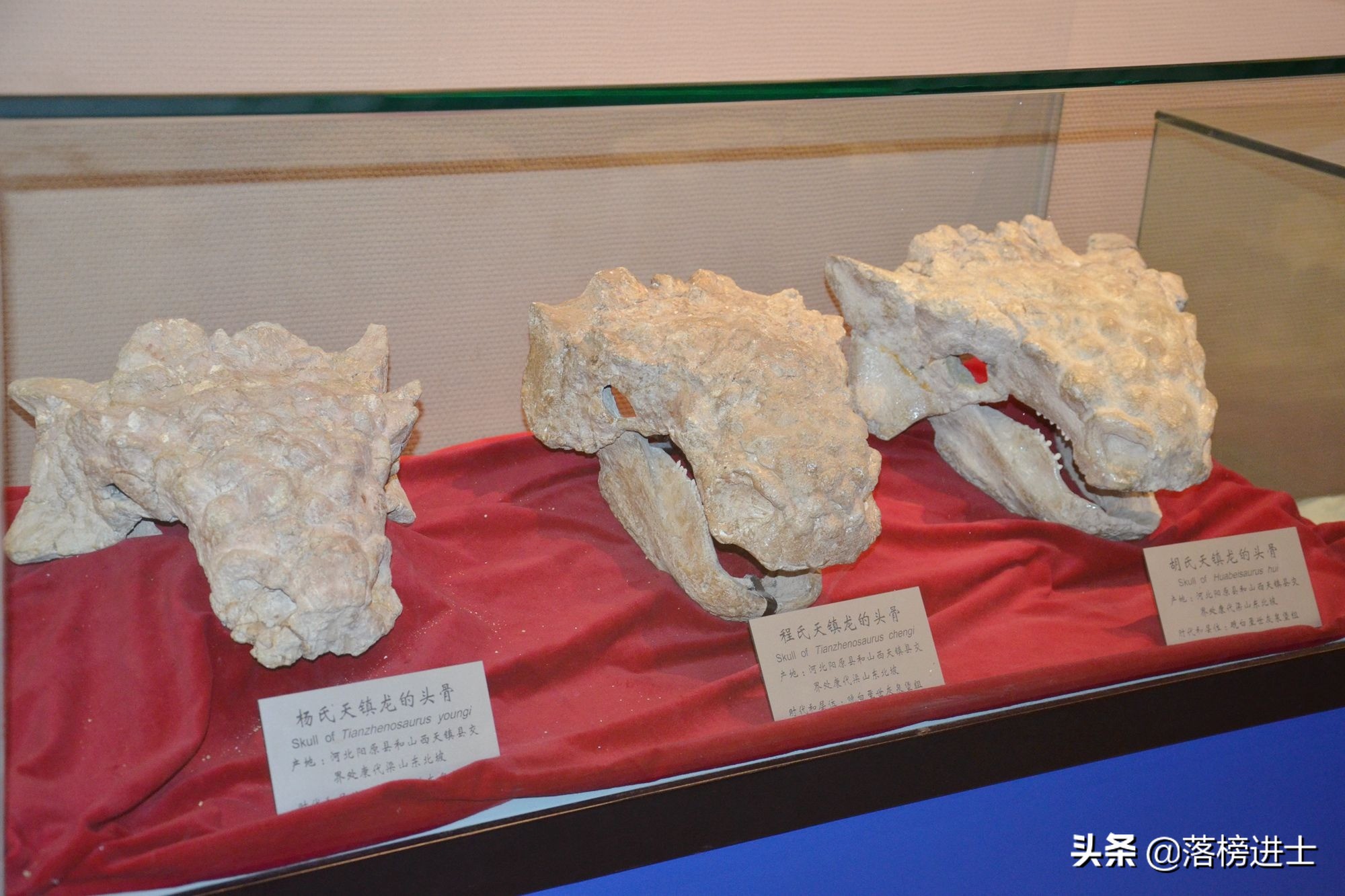 石家庄哪个博物馆里有恐龙化石,石家庄博物馆里有恐龙化石吗