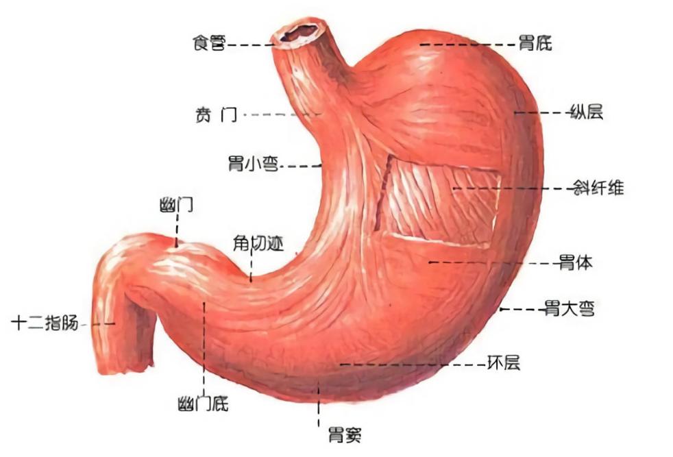 总爱放屁，是身体在排毒？医生：别再被误导了！或与3个原因有关
