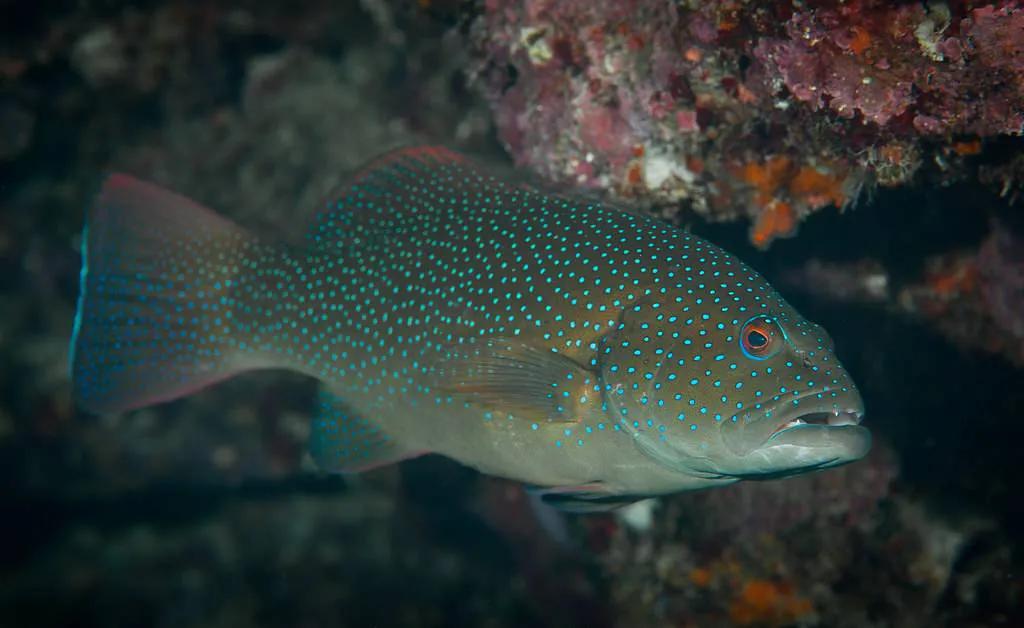 鱼类食材大全名称图片,鱼类菜谱大全100种