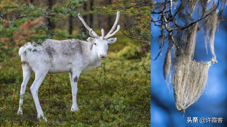现在的瑞典现状,瑞典现状