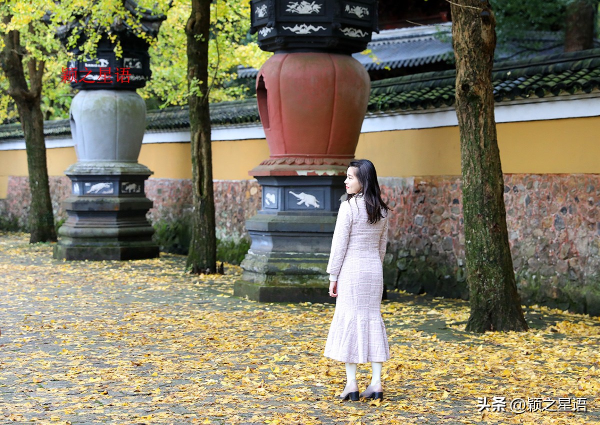 绝美千年银杏,中国最大的银杏景区