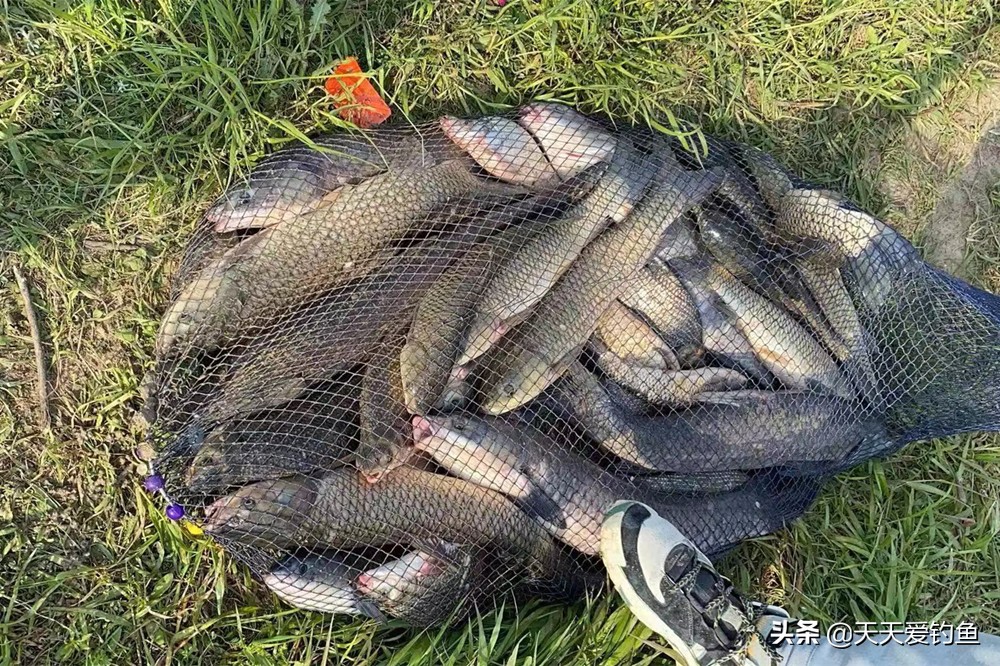 三伏天钓鲫鱼水层,伏天野钓技巧