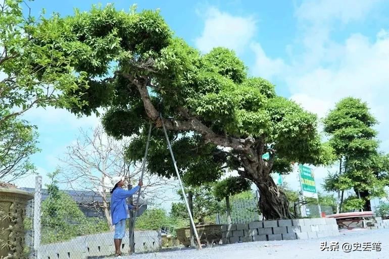 2012年他花9万买下一棵老榕树，结果10年后出价105万都不肯卖