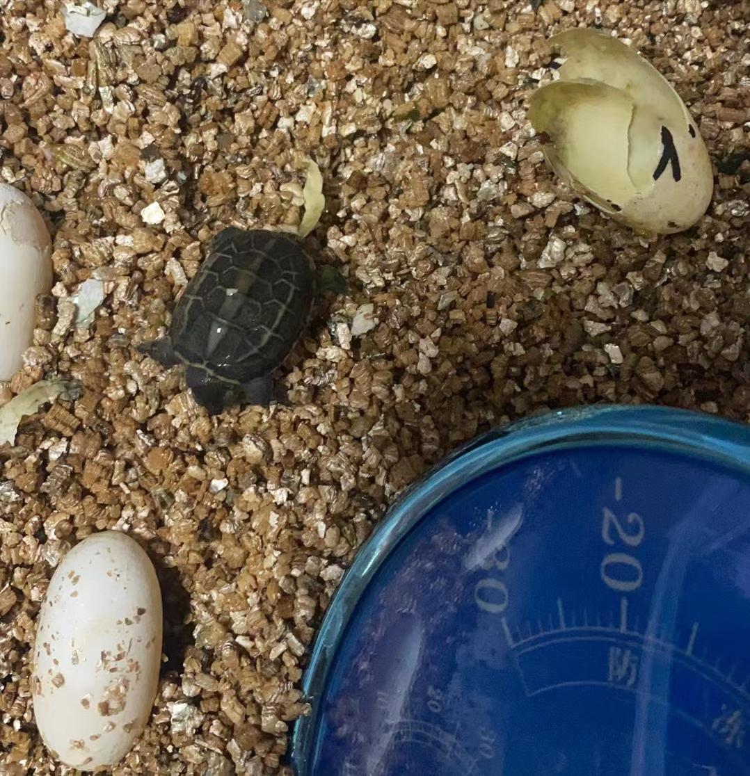 黄缘闭壳龟蛋孵化全过程,黄缘龟蛋孵化靠谱吗