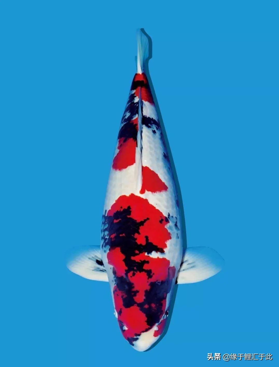 锦鲤爆氧得气泡病,锦鲤气泡病最好的治疗