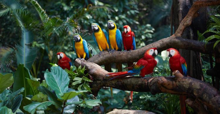 住野趣C位-广州长隆酒店！含高级客房+童趣乐园+广州长隆园区门票