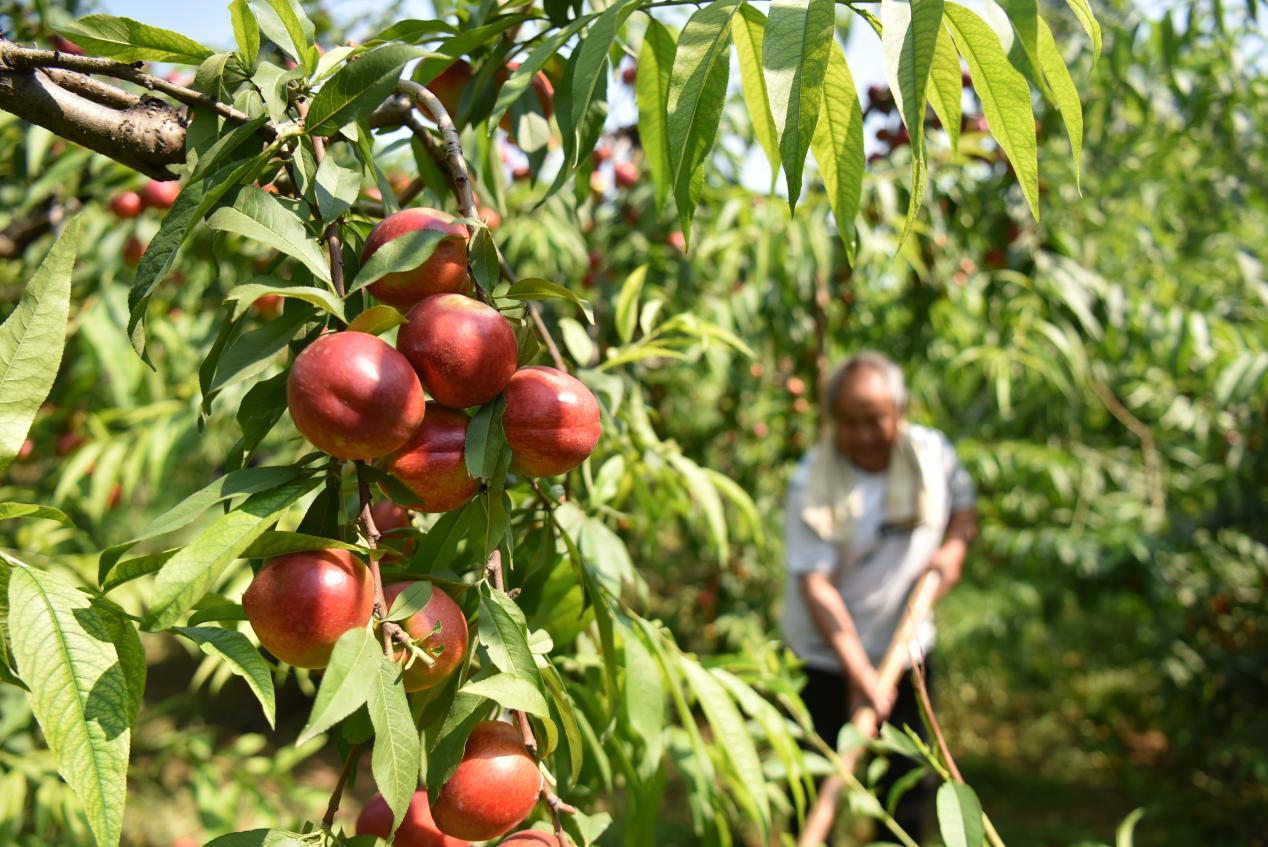 果园直采新鲜直达,从多多果园下单
