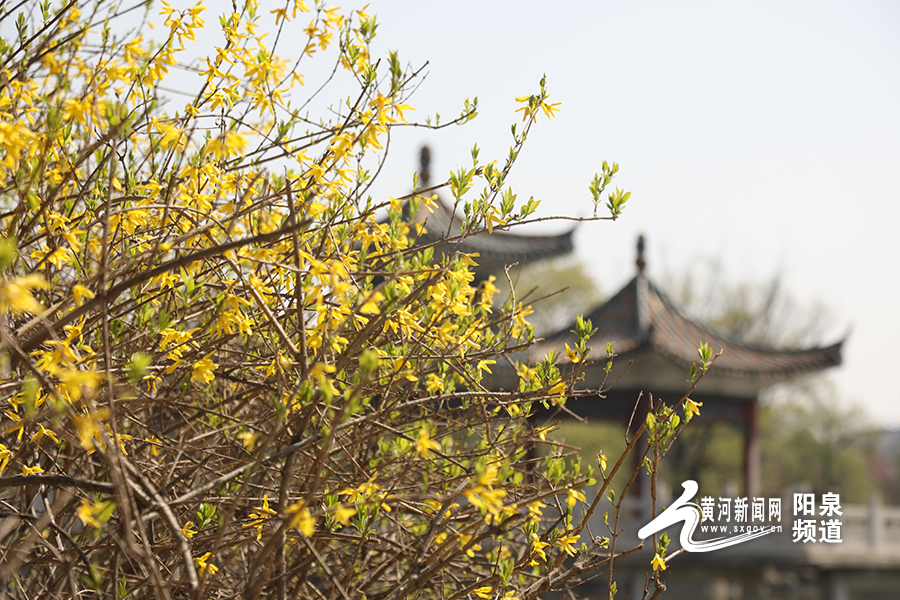 网络中国节文明祭扫绿色清明,清明祭扫网络