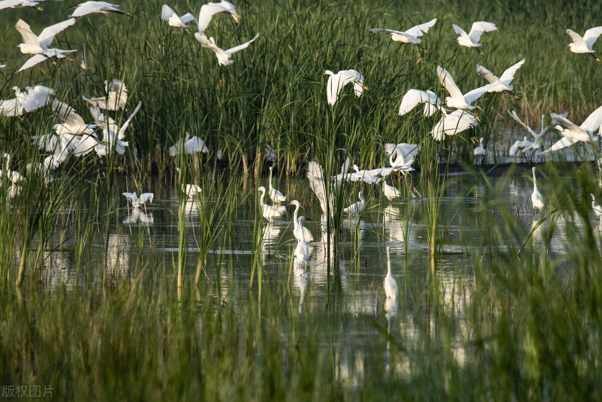 白洋淀影视基地旅游攻略,白洋淀旅游攻略美食