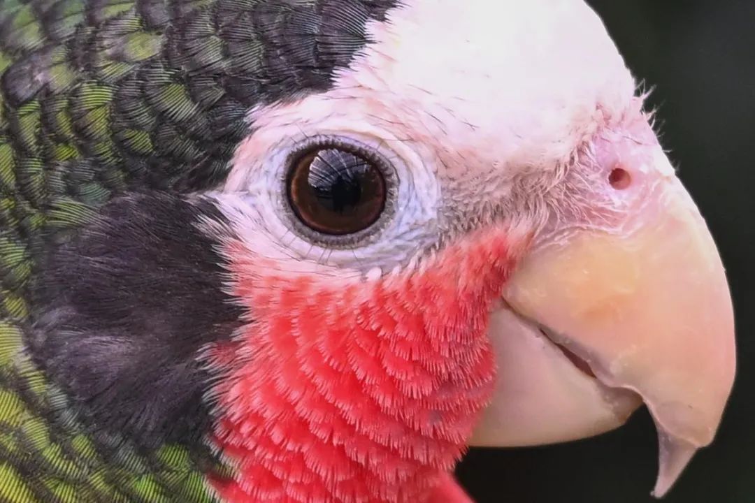 为什么先发布尼康z9后发布z8,买尼康z9还是买尼康z8