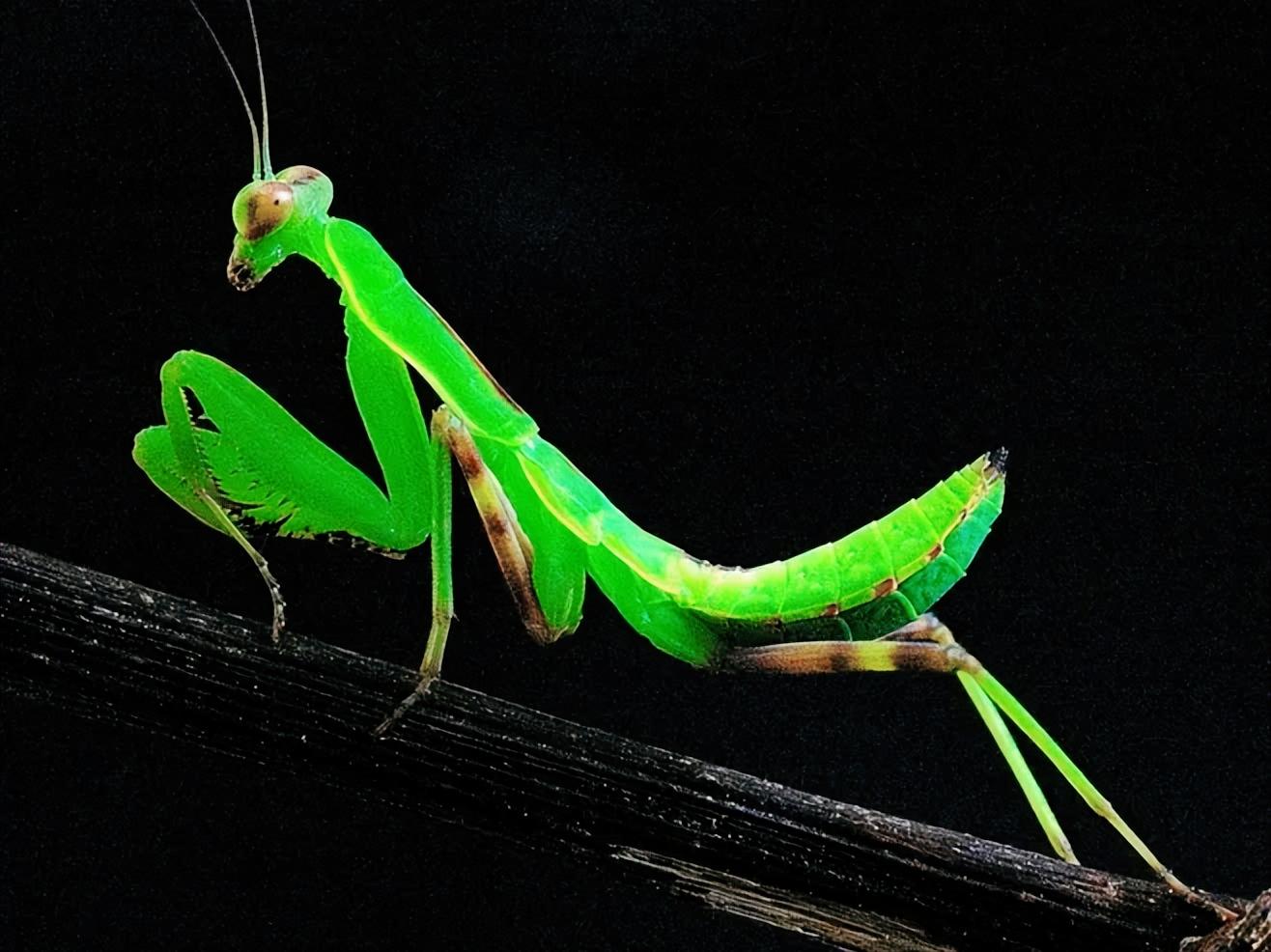 世界十大最凶残的昆虫,最强大最残暴的昆虫
