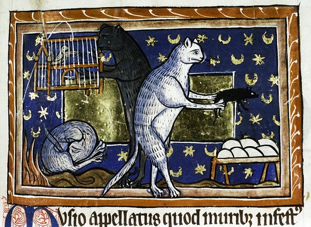 冷知识猫咪的脑袋,冷知识猫咪听歌