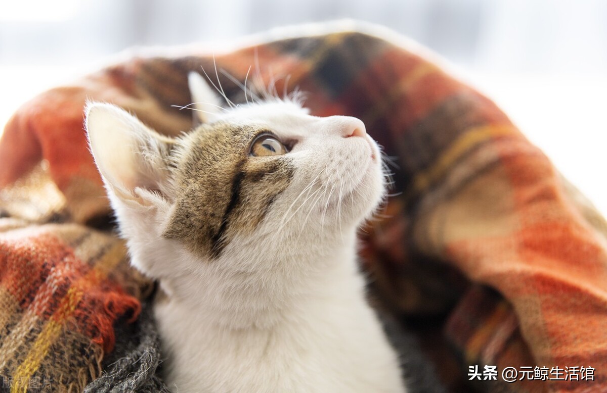 养猫的10大赚钱项目,养猫省钱平台