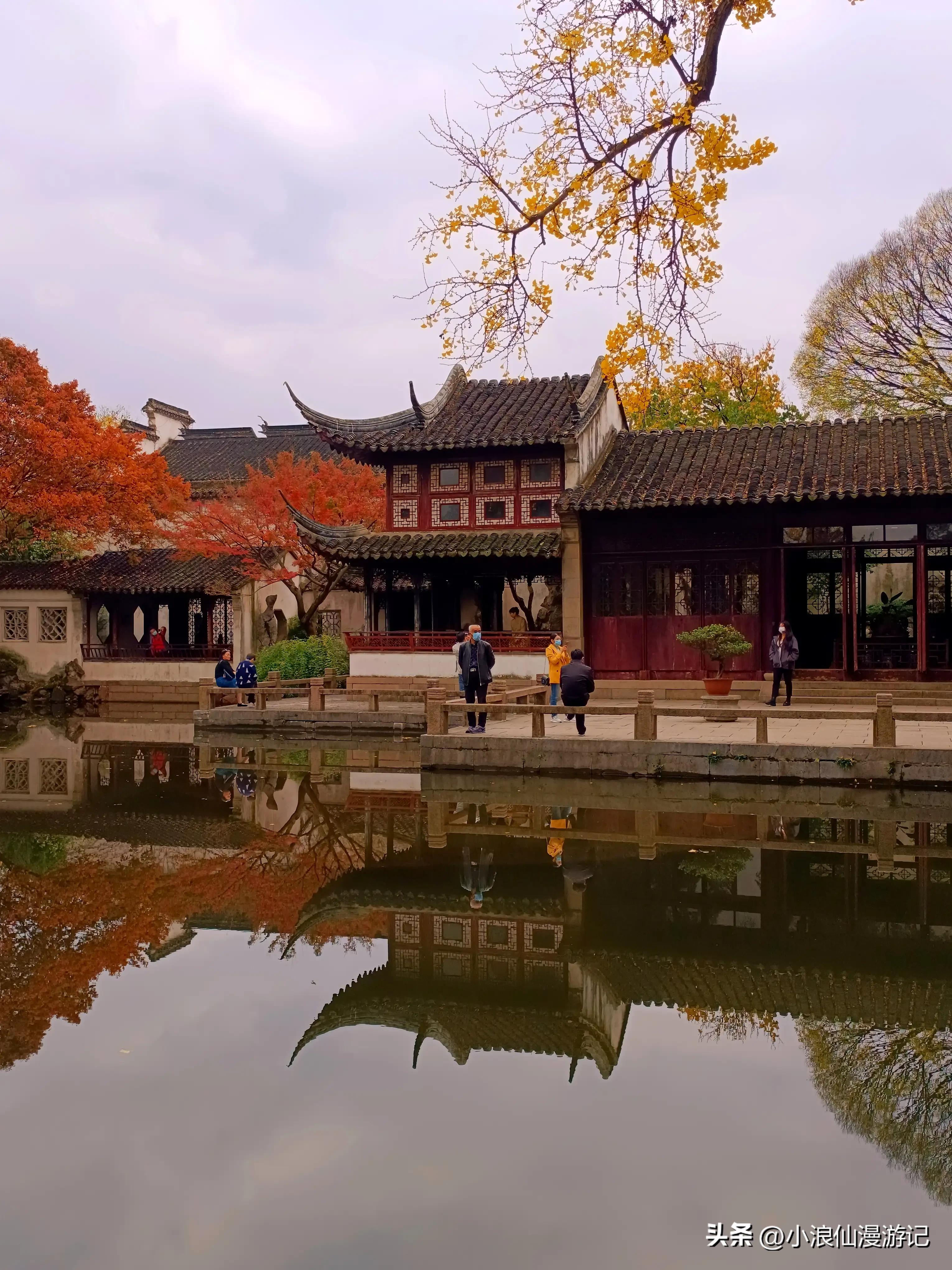 苏州园林拙政园银杏,苏州千年银杏和百年银杏