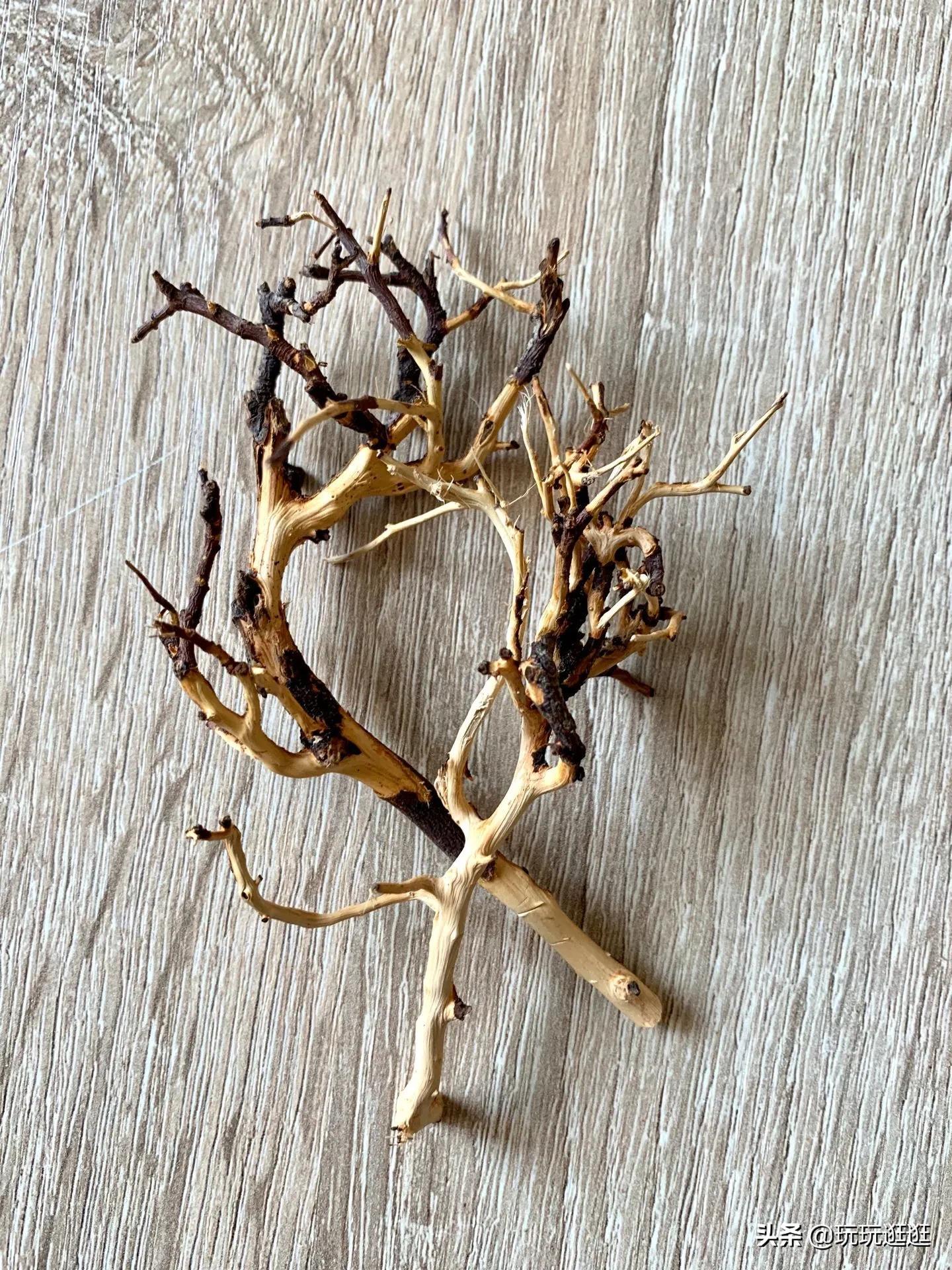 水草缸那些沉木黄水?木头菌膜如何处理?鱼缸造景十一:木头篇