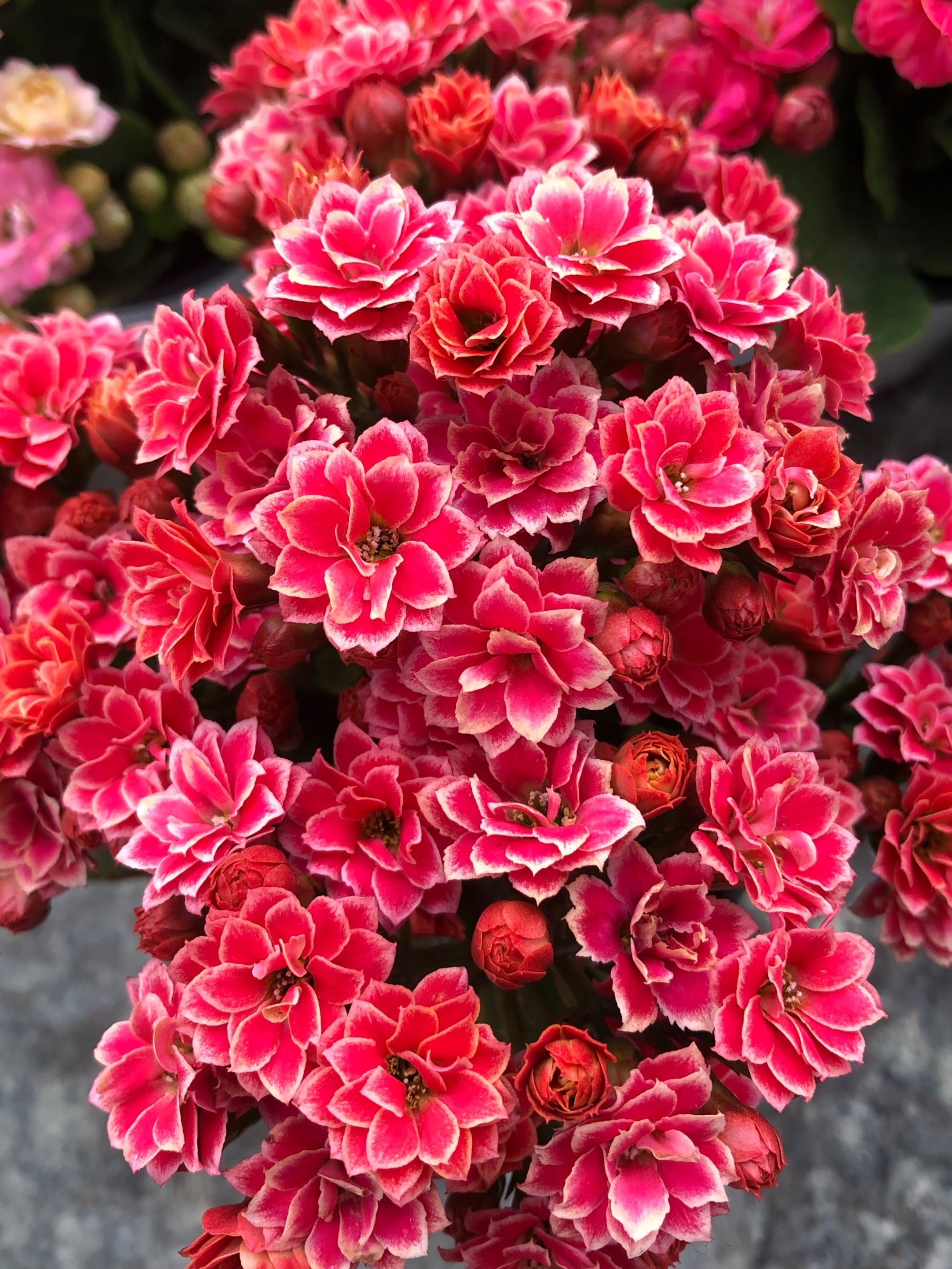 长寿花是非常好养的室内花卉,喜欢养长寿花