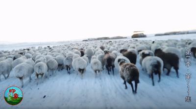 最具野性的美，我提名她